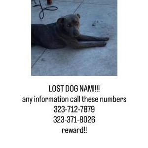 Lost Dog Nani
