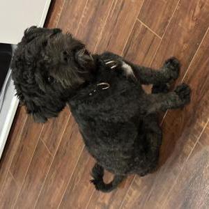 Found Dog Unknown