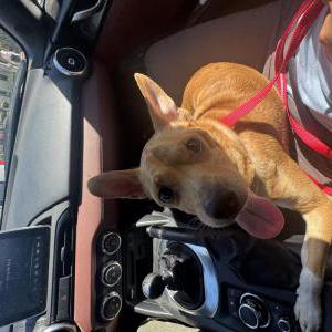 Found Dog Unknown