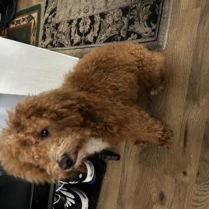 Image of Poo, Lost Dog