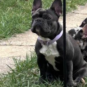 Image of Luna, Lost Dog