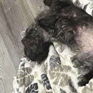 Image of Paris, Lost Dog