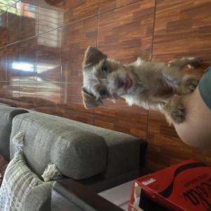 Lost Dog Milo
