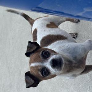 Lost Dog Chomper