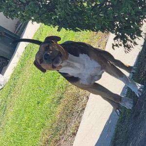 Found Dog Unknown