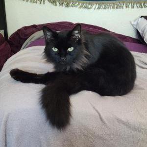 Image of Ruger, Lost Cat