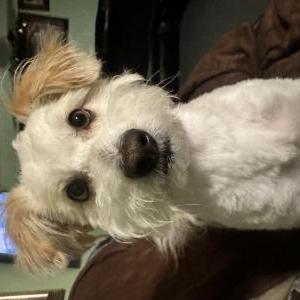 Lost Dog Oso