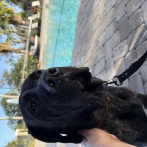 Image of Moose, Lost Dog