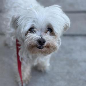 Image of Teejay, Lost Dog