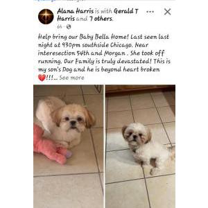 Lost Dog Bella
