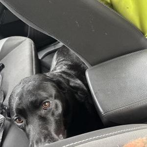 Image of Unknown, Found Dog