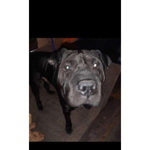 Image of Milo, Lost Dog