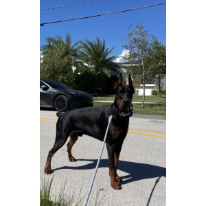 Image of Pharaoh, Lost Dog