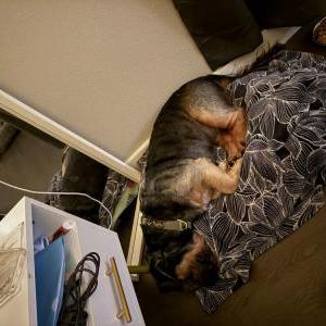 Image of unknown, Found Dog