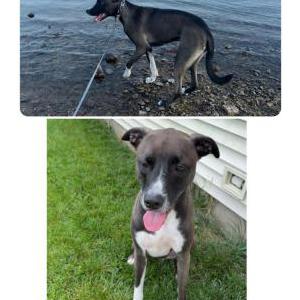 Image of Jax, Lost Dog