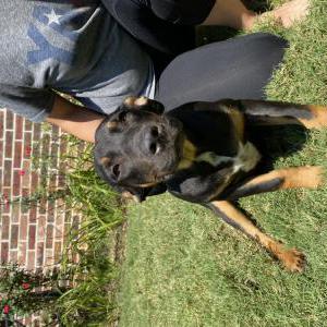 Image of Unknown, Found Dog