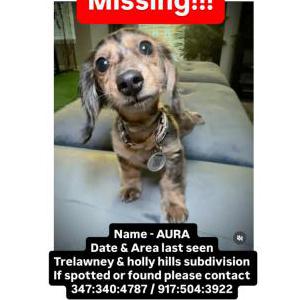 Image of Aura, Lost Dog