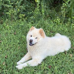 Image of Unknown, Found Dog