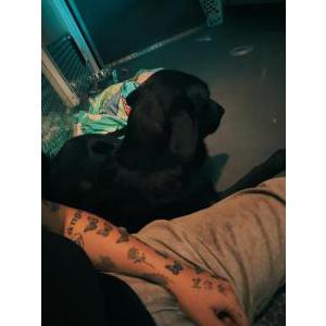 Image of Luna, Lost Dog