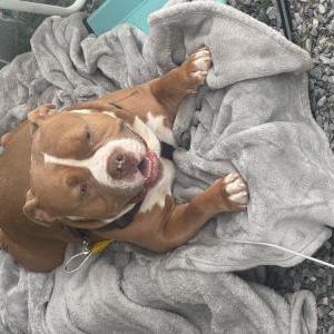 Image of Gemini, Lost Dog