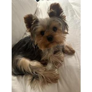 Image of Emmy, Lost Dog