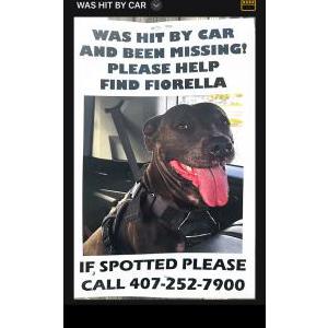 Lost Dog Fiorells