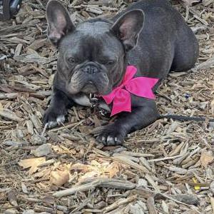 2nd Image of Star, Lost Dog