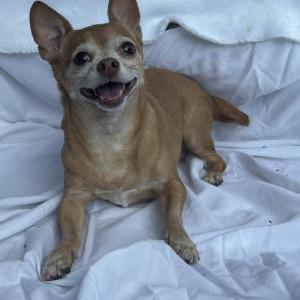 Image of Bella, Lost Dog