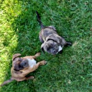 Image of Unknown, Found Dog