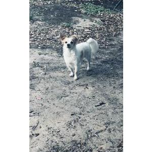 Lost Dog Atreus