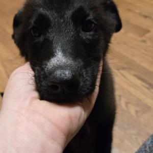 Image of Unknown, Found Dog