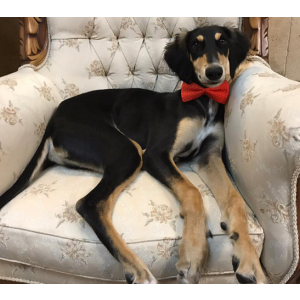 Image of Trevor, Lost Dog