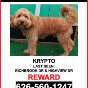 Image of Krypto, Lost Dog