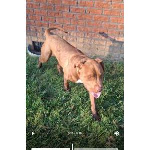 Image of Unknown, Found Dog