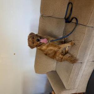 Image of Theo, Lost Dog