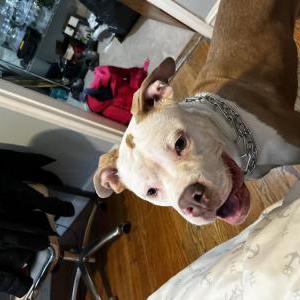 Lost Dog Murda /zoey