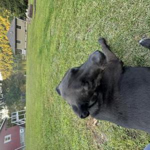 Image of None, Found Dog