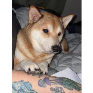 Lost Dog Koda