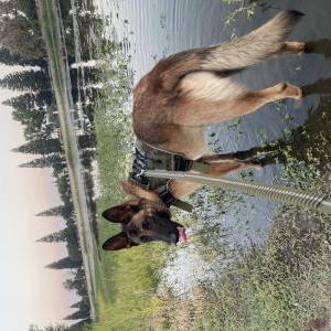 Image of Max, Lost Dog