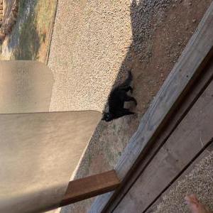 Image of Unknown, Found Cat
