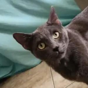 Image of Cooper, Lost Cat