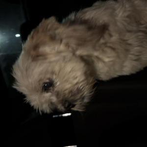 Image of Unknown, Found Dog