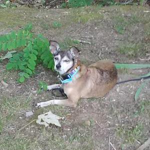 Image of Lily, Lost Dog