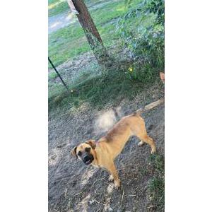 Image of Nala, Lost Dog