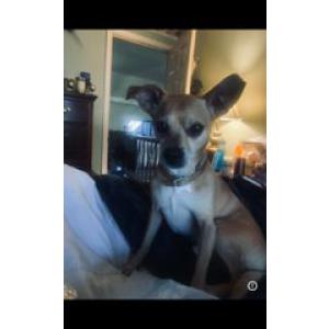 Image of Benji, Lost Dog