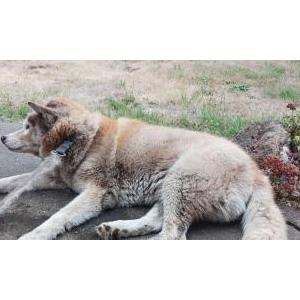 Image of Unsure, Found Dog