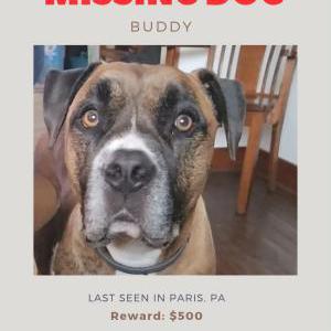 Lost Dog Buddy