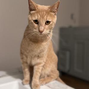 Image of Reggy, Lost Cat