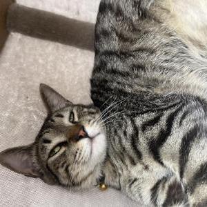 Image of ABBY, Lost Cat