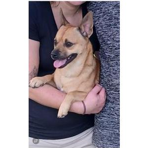 Image of Little Bit, Lost Dog